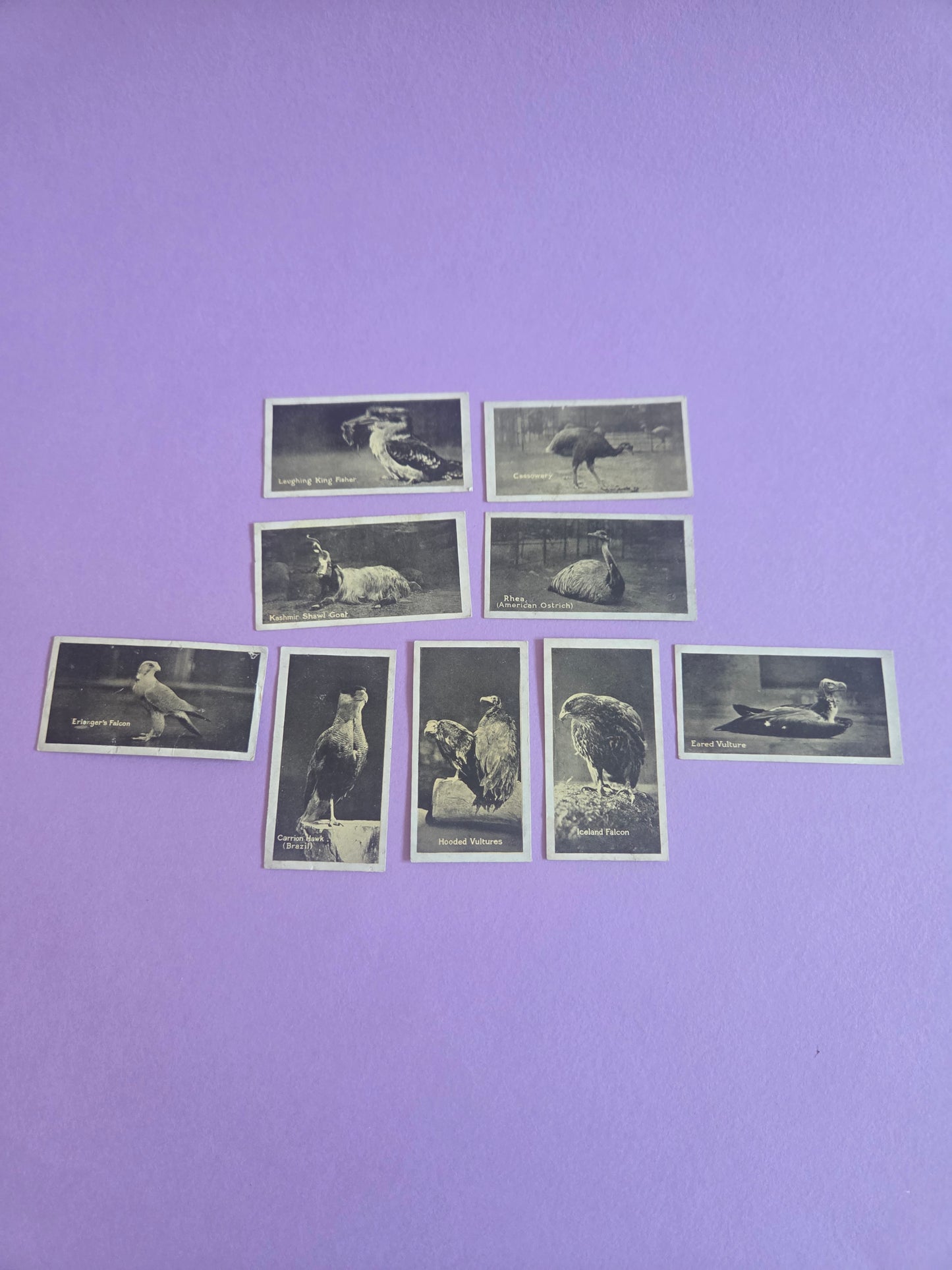 Vintage Zoo Animal Cigarette Tea Cards – Black & White Collectible Ephemera Bundle for Junk Journals & Scrapbooks