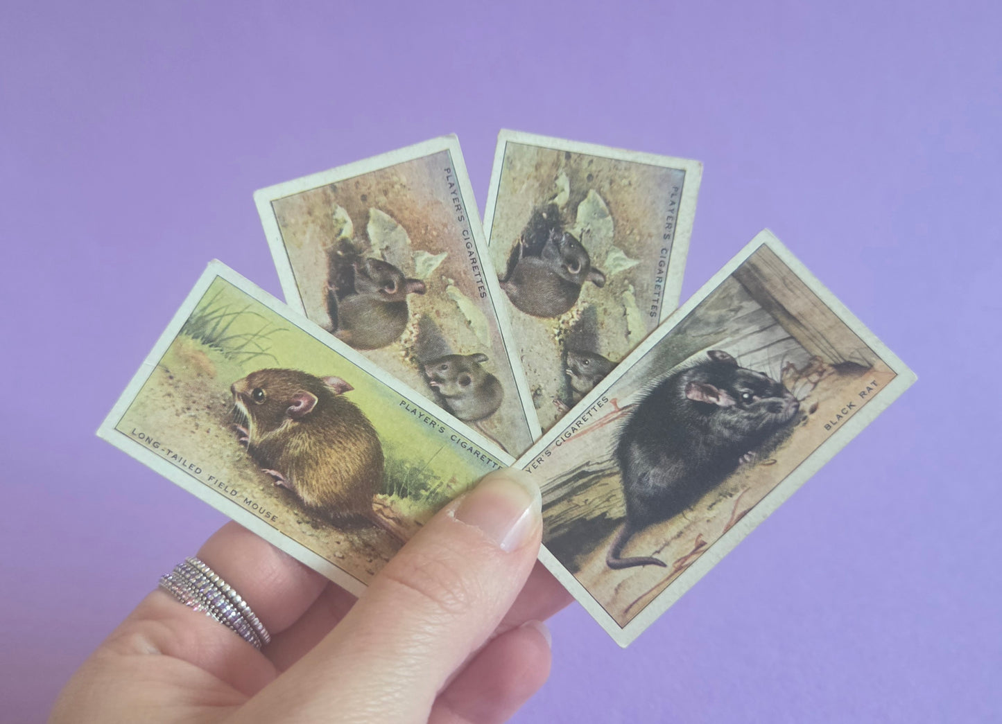 Vintage Rodents Mouse Rat Animal Cigarette Tea Cards Bundle – Small Collectible Ephemera Pack for Junk Journals & Scrapbooks