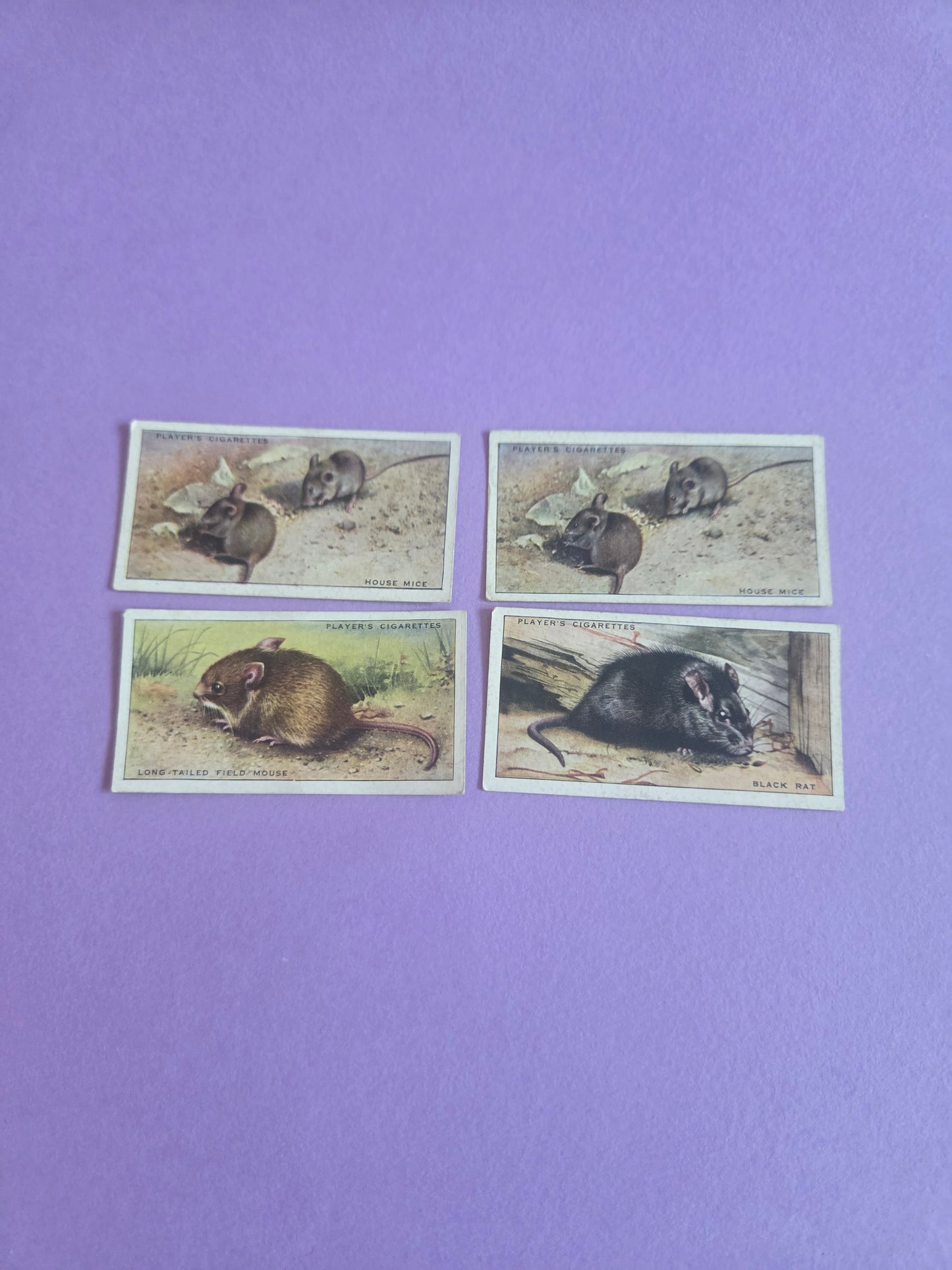 Vintage Rodents Mouse Rat Animal Cigarette Tea Cards Bundle – Small Collectible Ephemera Pack for Junk Journals & Scrapbooks