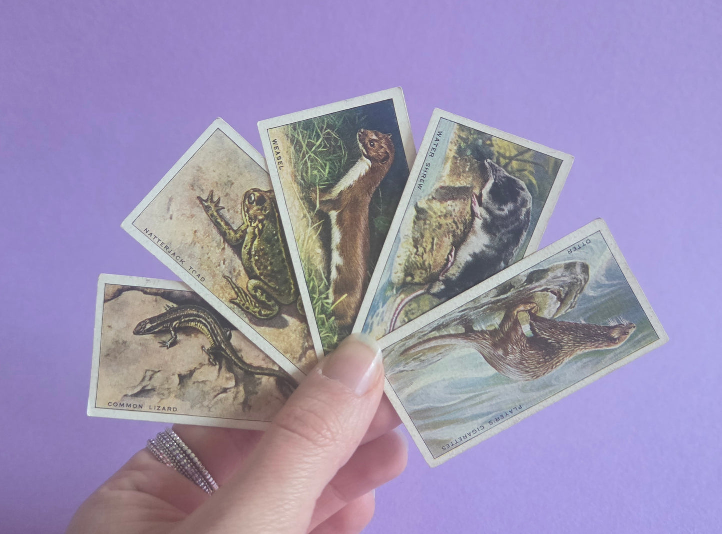 Vintage “Animals of the Countryside” Cigarette Tea Cards Bundle – Otter, Water Shrew, Toad, Weasel, Lizard – Junk Journal Ephemera & Scrapbooking Supplies