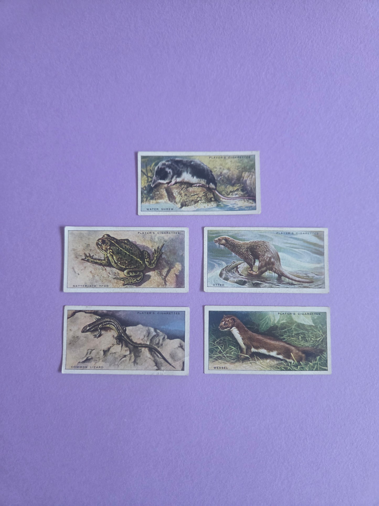 Vintage “Animals of the Countryside” Cigarette Tea Cards Bundle – Otter, Water Shrew, Toad, Weasel, Lizard – Junk Journal Ephemera & Scrapbooking Supplies