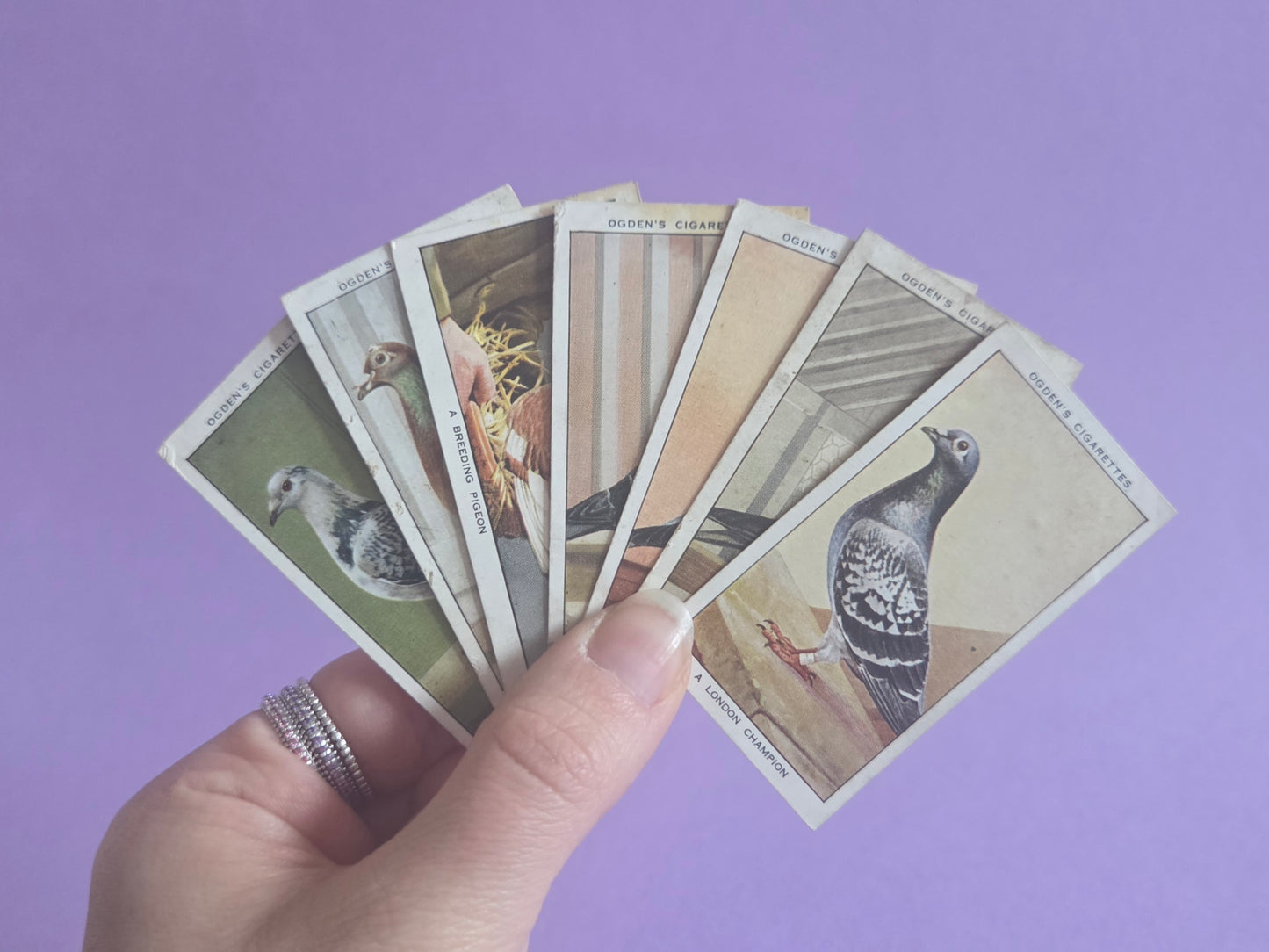 Vintage Racing Pigeons Cigarette Tea Cards Bundle 1 – Collectible Ephemera for Junk Journals & Scrapbooking