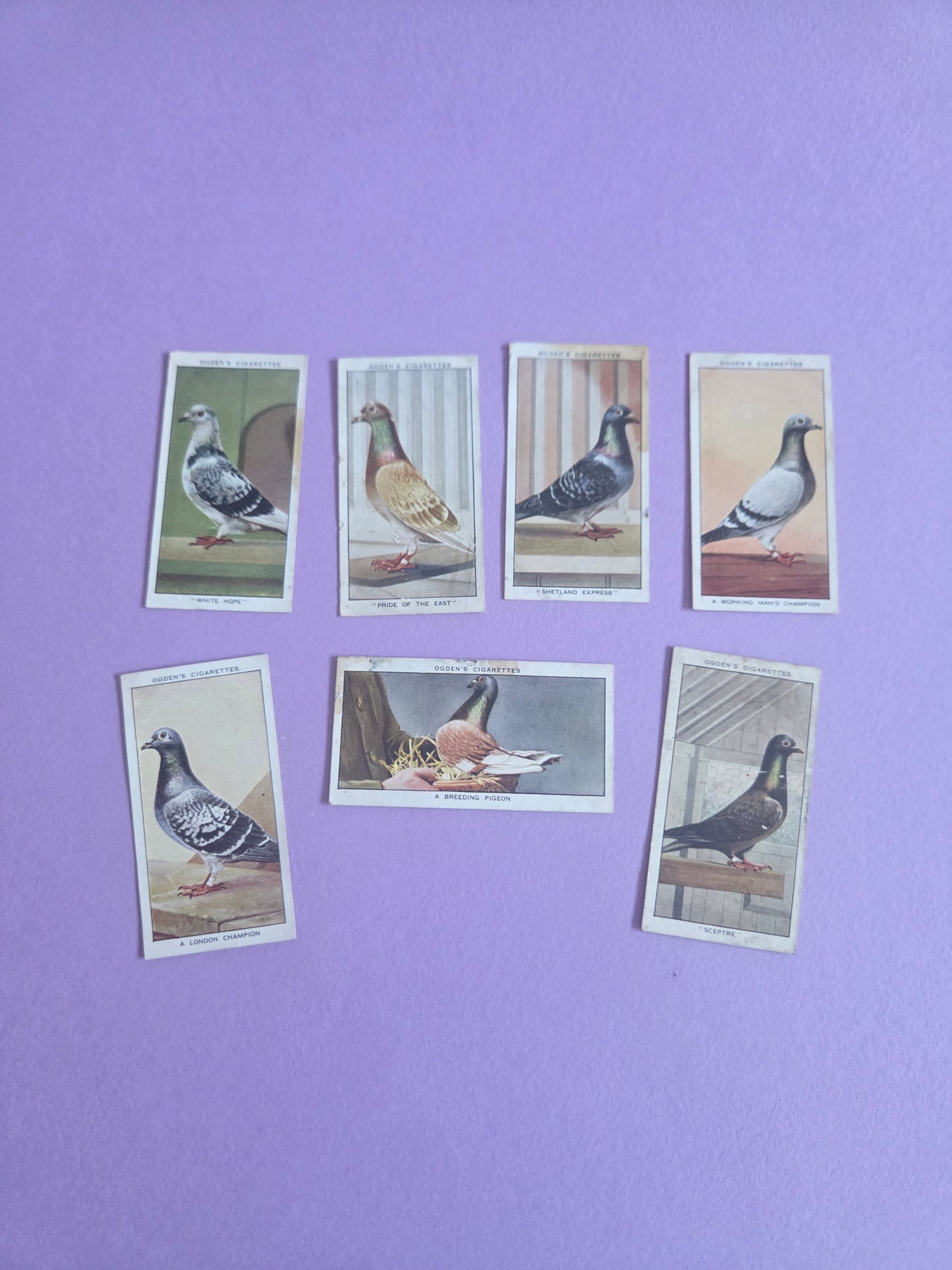 Vintage Racing Pigeons Cigarette Tea Cards Bundle 1 – Collectible Ephemera for Junk Journals & Scrapbooking