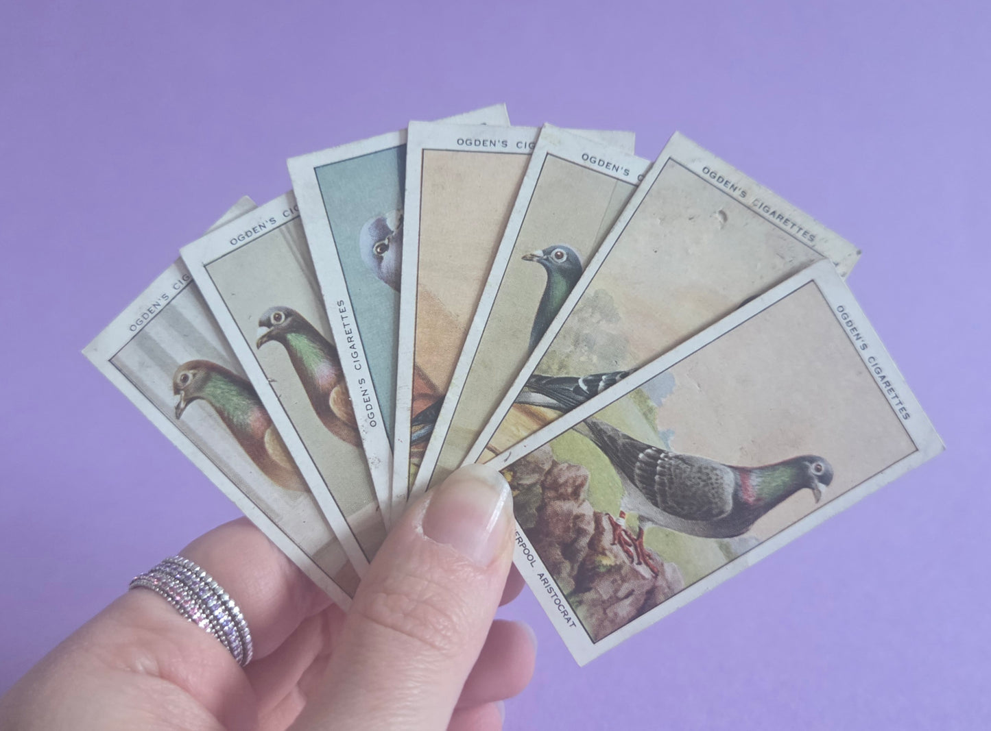 Vintage Racing Pigeons Cigarette Tea Cards Bundle 2 – Collectible Ephemera for Junk Journals & Scrapbooking