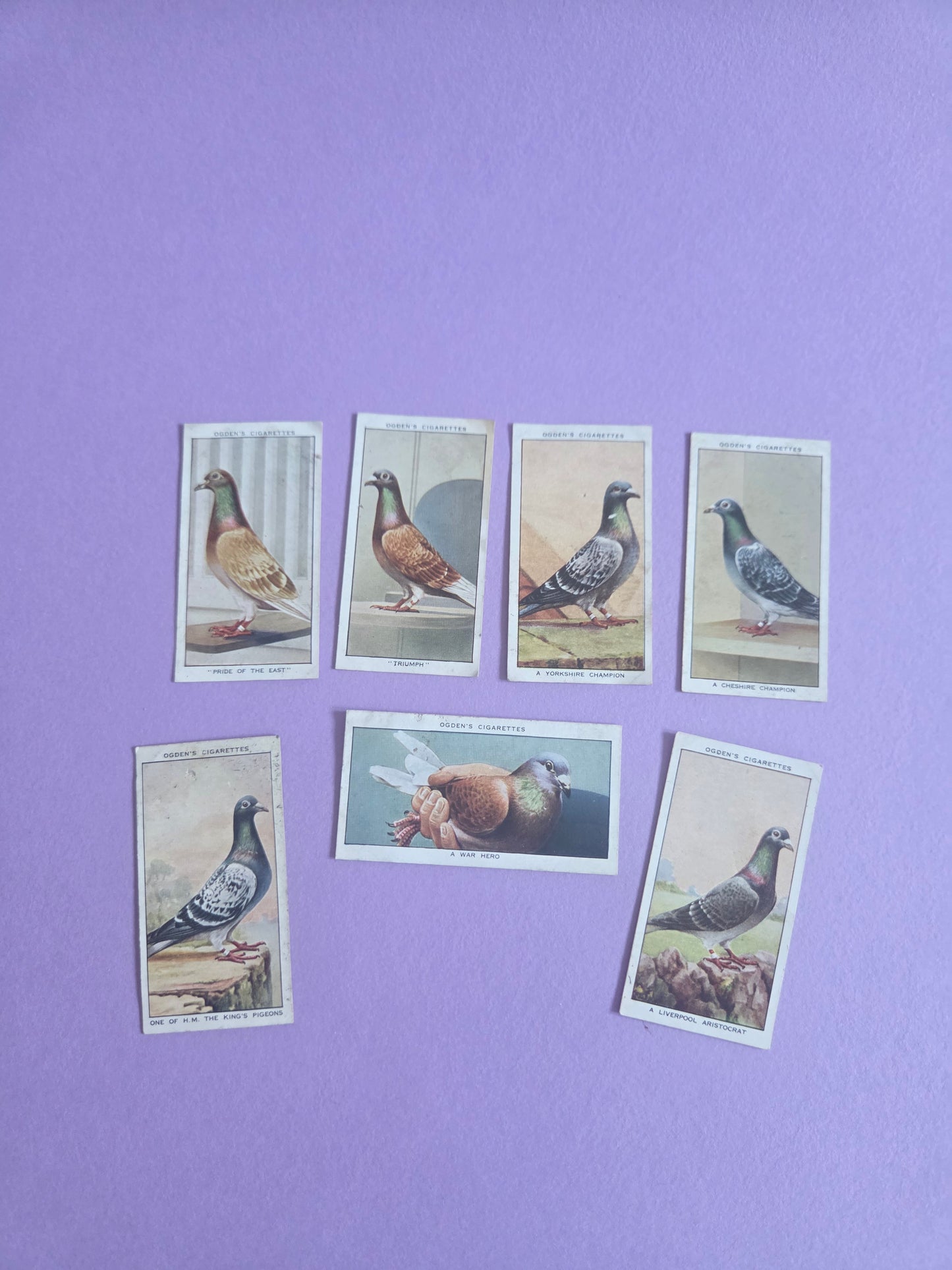 Vintage Racing Pigeons Cigarette Tea Cards Bundle 2 – Collectible Ephemera for Junk Journals & Scrapbooking