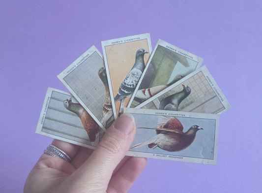 Vintage Racing Pigeons Cigarette Tea Cards Bundle 3 – Collectible Ephemera for Junk Journals & Scrapbooking