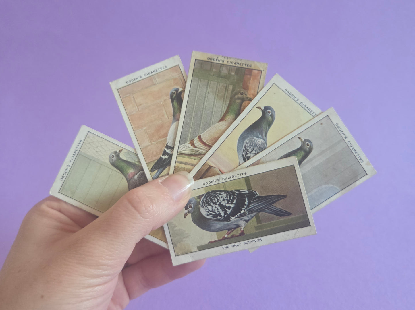 Vintage Racing Pigeons Cigarette Tea Cards Bundle 4 – Collectible Ephemera for Junk Journals & Scrapbooking