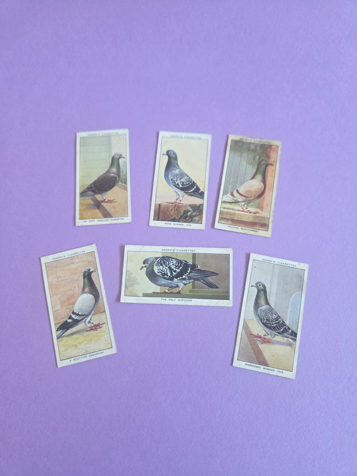 Vintage Racing Pigeons Cigarette Tea Cards Bundle 4 – Collectible Ephemera for Junk Journals & Scrapbooking