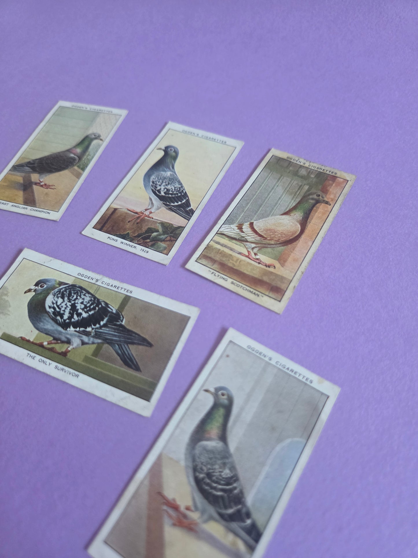 Vintage Racing Pigeons Cigarette Tea Cards Bundle 4 – Collectible Ephemera for Junk Journals & Scrapbooking