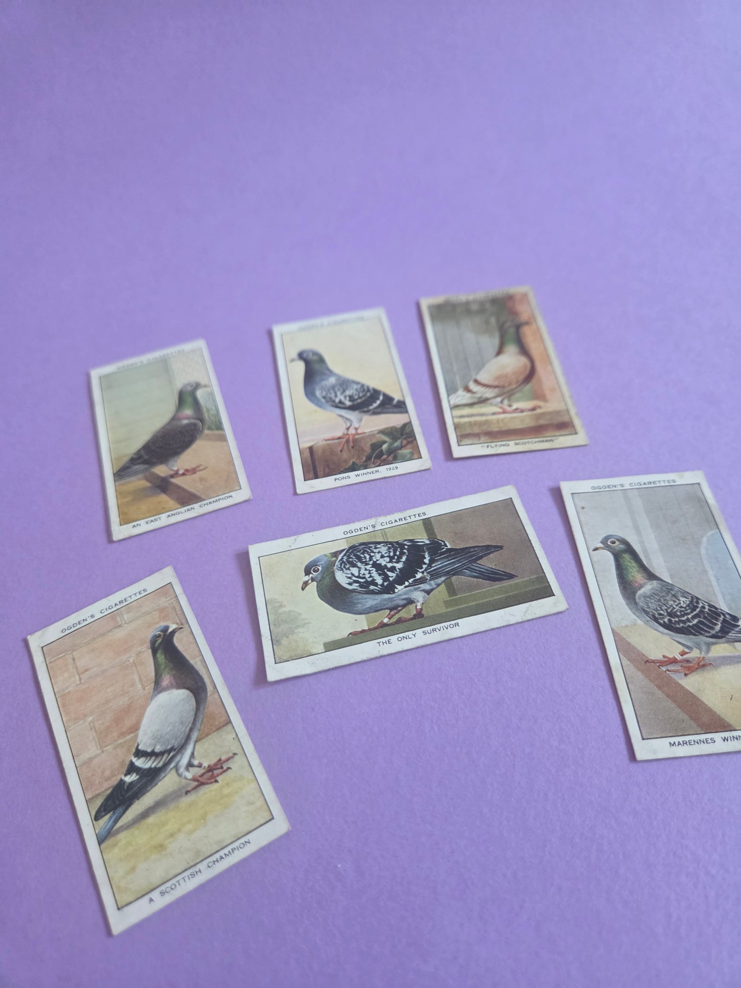 Vintage Racing Pigeons Cigarette Tea Cards Bundle 4 – Collectible Ephemera for Junk Journals & Scrapbooking