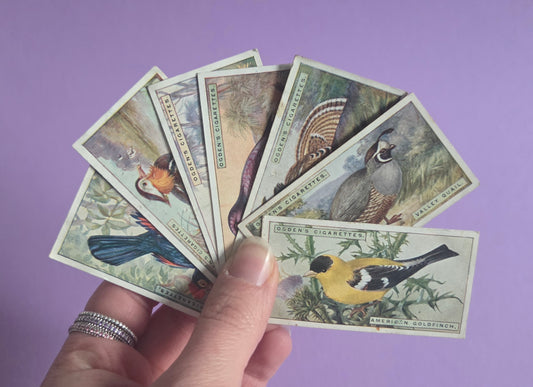 Vintage Tropical Bird Cigarette Tea Cards Bundle 2 – Foreign Birds Collection Ephemera for Junk Journals & Scrapbooking