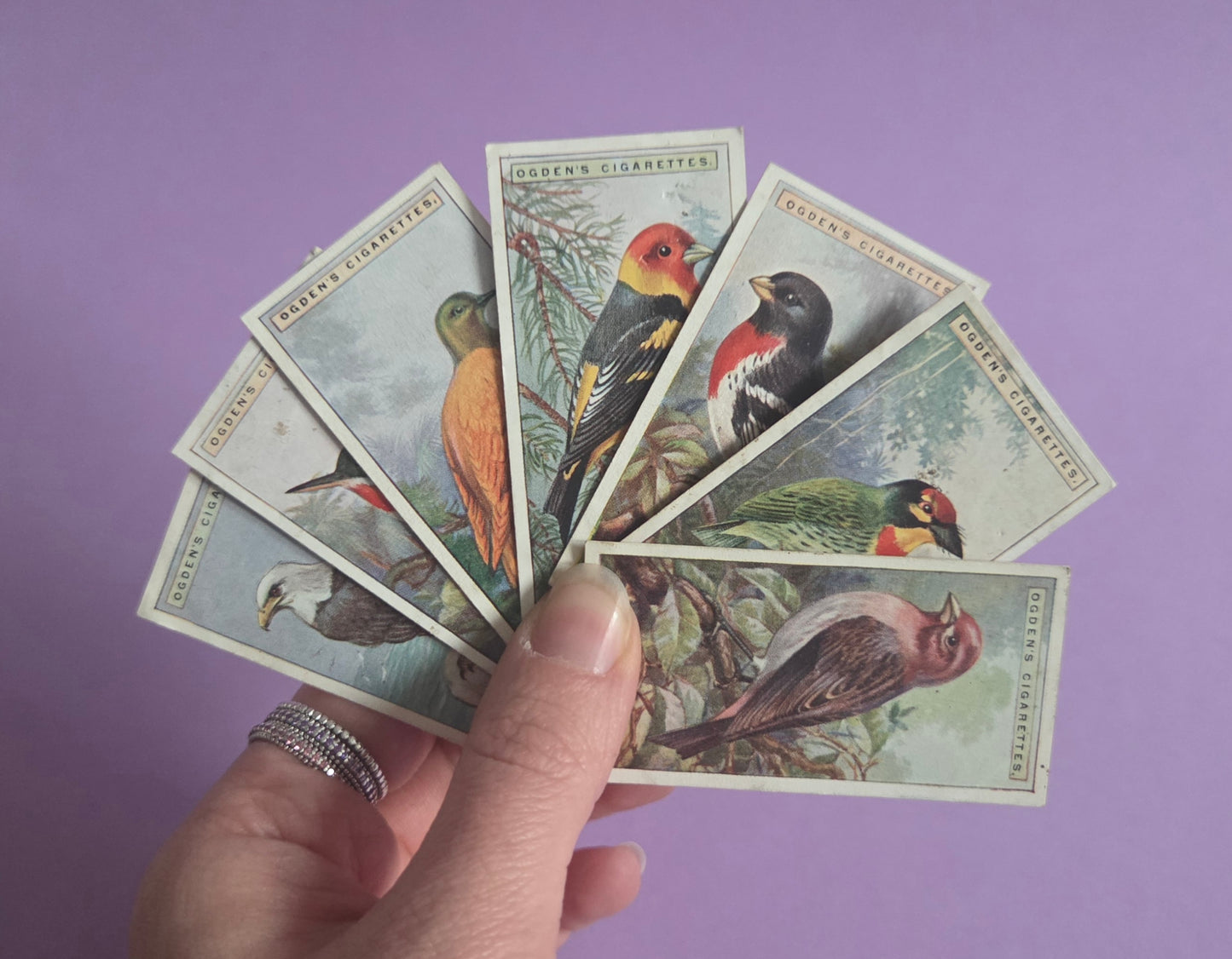 Vintage Tropical Bird Cigarette Tea Cards Bundle 3 – Foreign Birds Collection Ephemera for Junk Journals & Scrapbooking