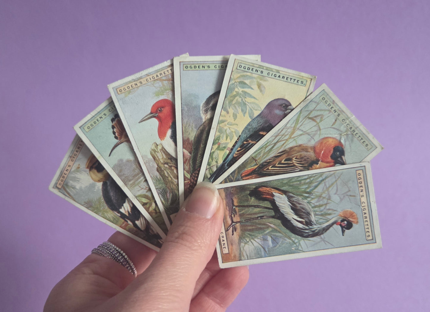 Vintage Tropical Bird Cigarette Tea Cards Bundle 4 – Foreign Birds Collection Ephemera for Junk Journals & Scrapbooking