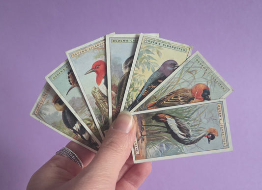 Vintage Tropical Bird Cigarette Tea Cards Bundle 4 – Foreign Birds Collection Ephemera for Junk Journals & Scrapbooking