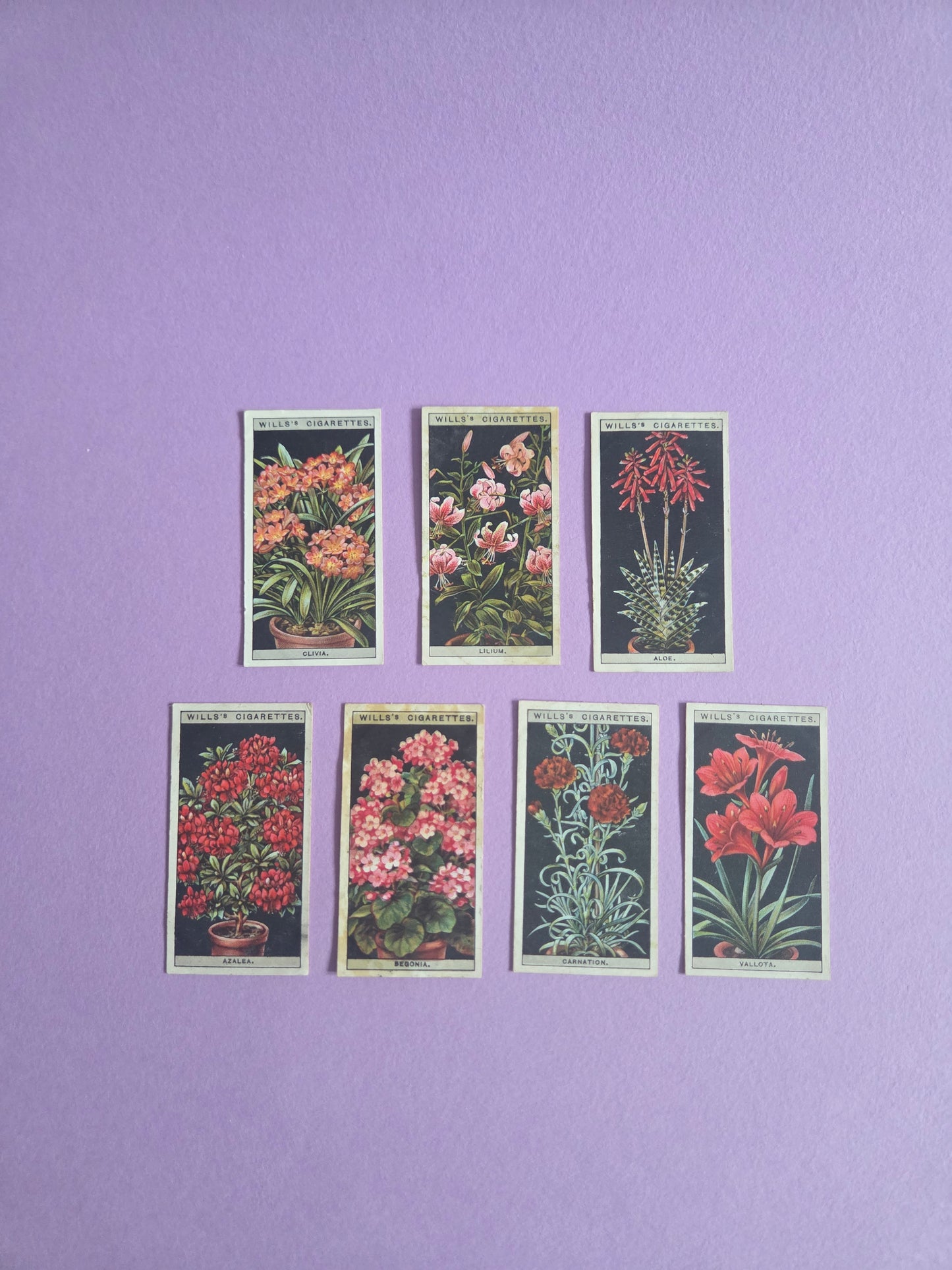 Vintage Botanical Flower Cigarette Tea Cards Bundle 2 – Wills “Flower Culture in Pots” – Junk Journaling & Scrapbooking Ephemera Bundle