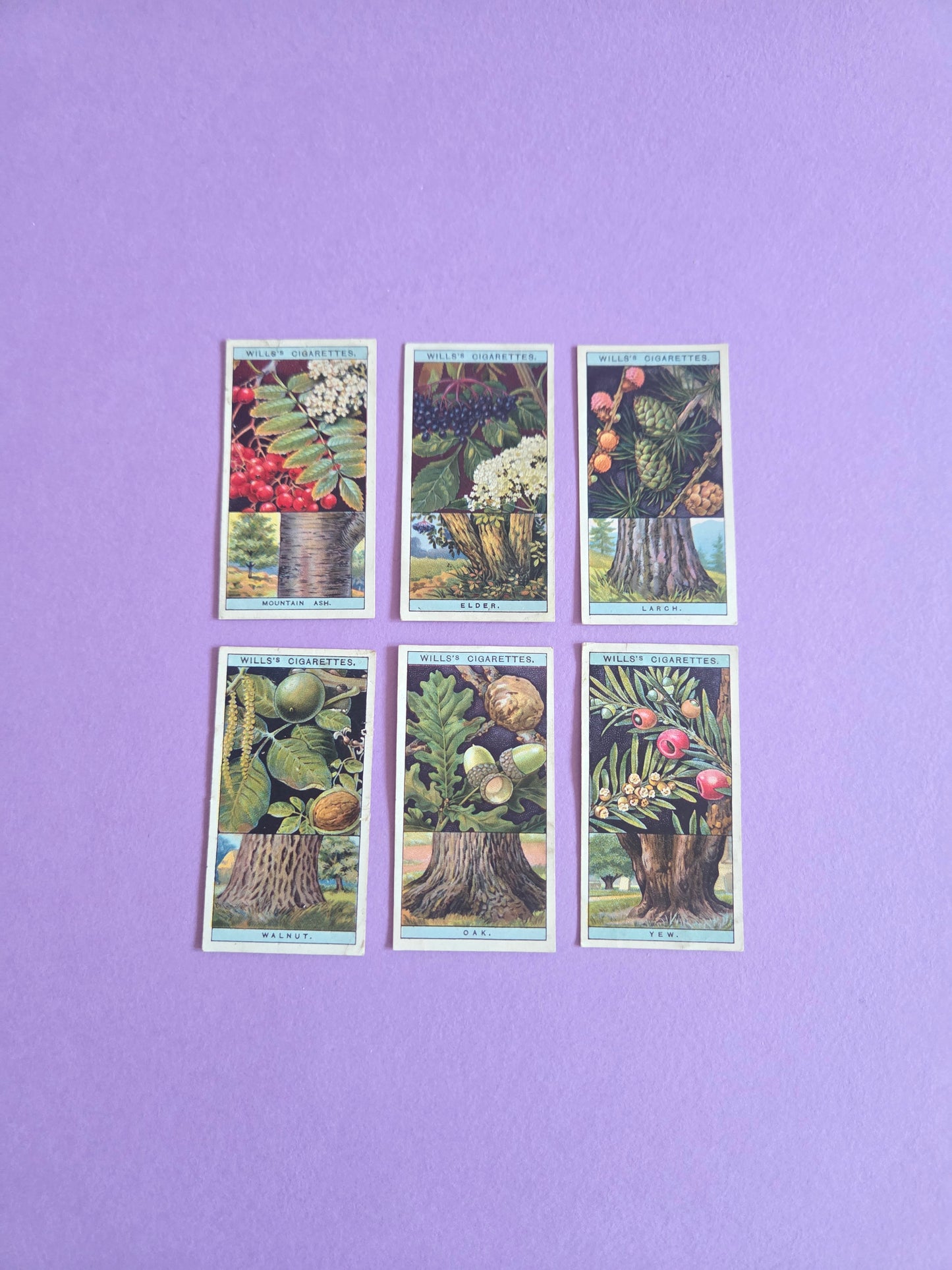 Vintage Flowering Trees & Shrubs Cigarette Tea Cards Bundle 1 – Botanical Ephemera for Junk Journals & Scrapbooks