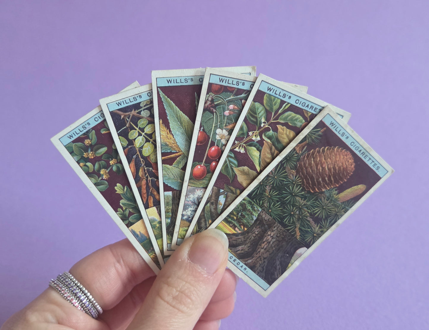 Vintage Flowering Trees & Shrubs Cigarette Tea Cards Bundle 2 – Botanical Ephemera for Junk Journals & Scrapbooks