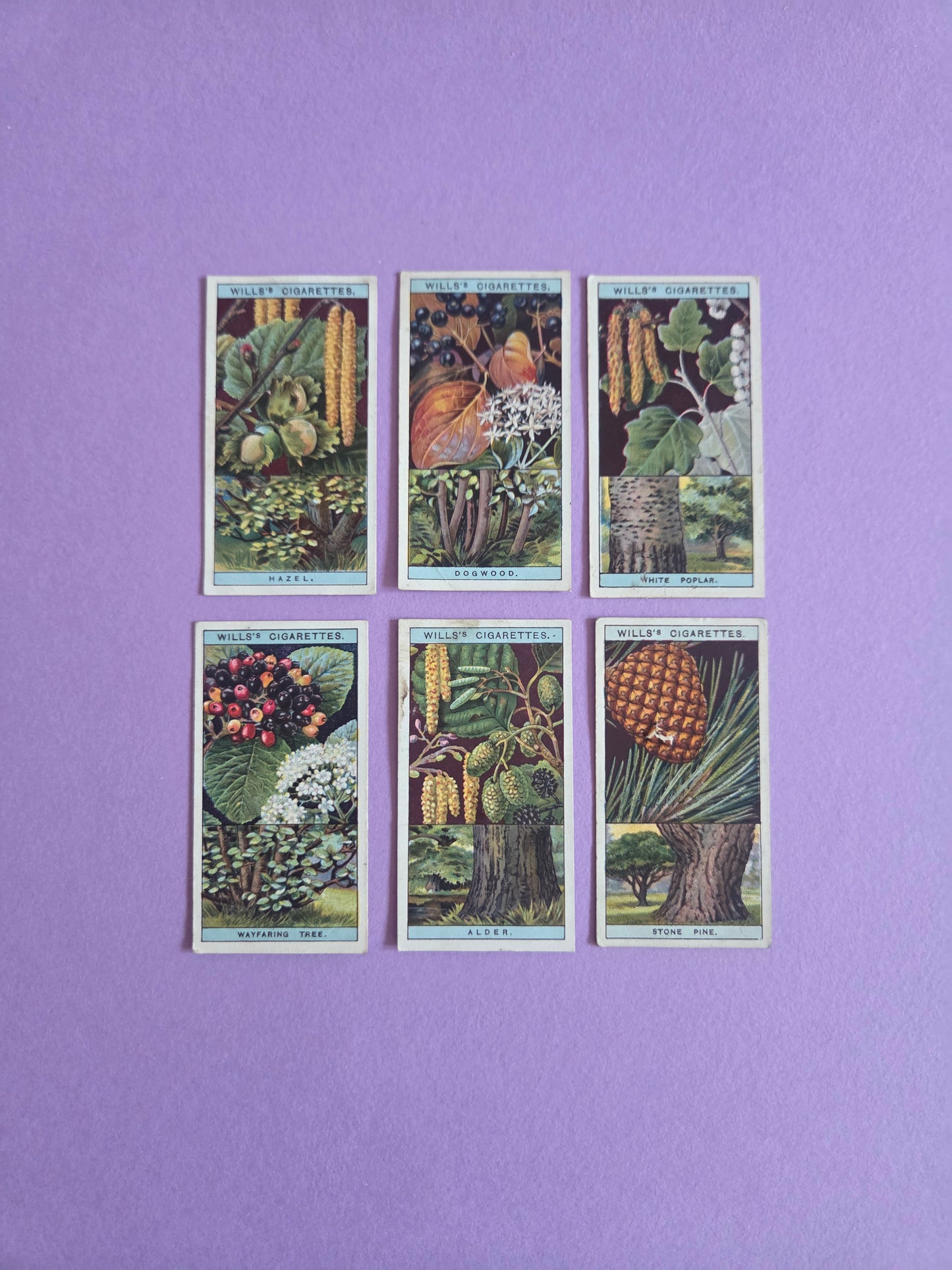 Vintage Flowering Trees & Shrubs Cigarette Tea Cards Bundle 5 – Botanical Ephemera for Junk Journals & Scrapbooks