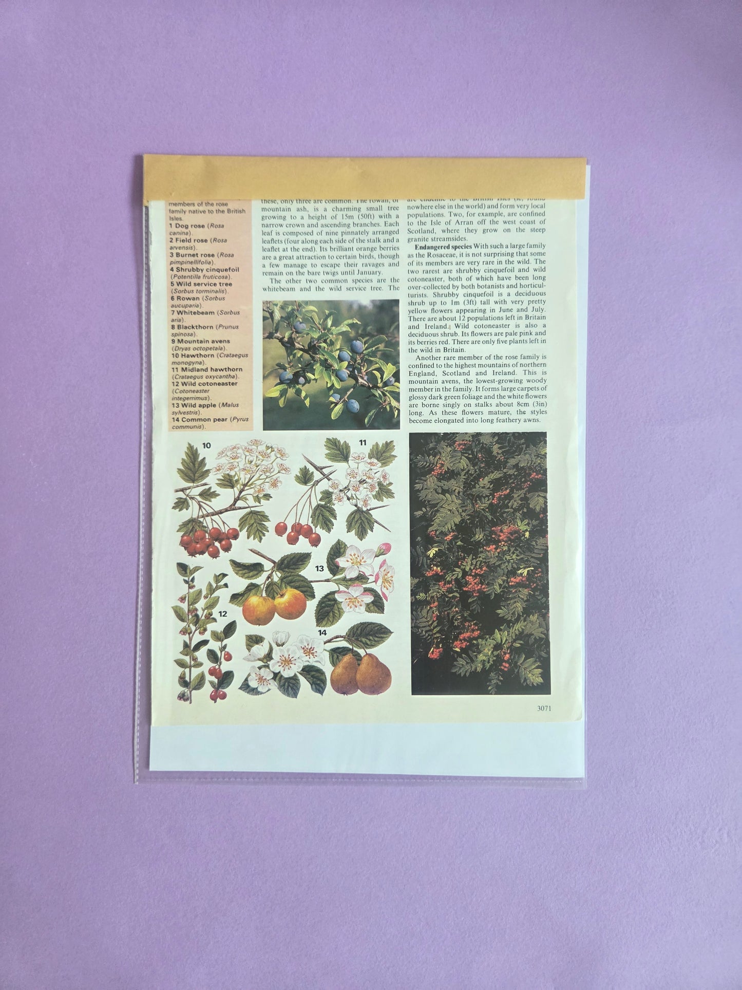 Curated Mixed Vintage Ephemera Scrap Pack 09