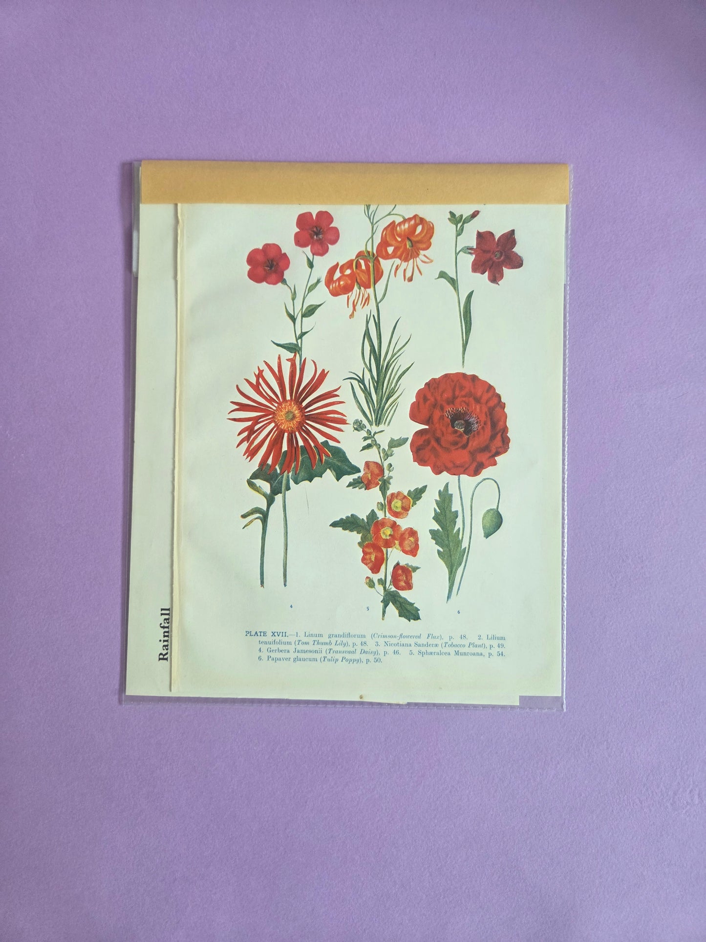 Curated Mixed Vintage Ephemera Scrap Pack 06